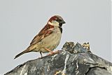 House Sparrow